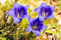 Gentian Extract Powder 30% Gentiopicroside For Indigestion Treatment