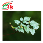 Liver Protection DHM Natural Herb Extract Vine Tea 95% Dihydromyricetin
