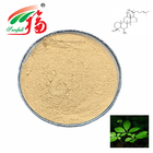 HPLC Panax Ginseng Leaf Extract 80% Ginsenosides Supplement For Cosmetic