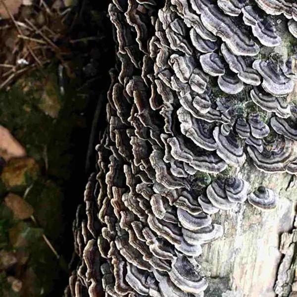 Coriolus Versicolor Estratto 10%~50% Polisaccridi PSK PSP Coda di tacchino Estratto di funghi