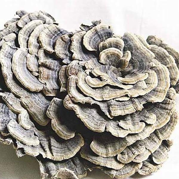 Coriolus Versicolor Estratto 10%~50% Polisaccridi PSK PSP Coda di tacchino Estratto di funghi