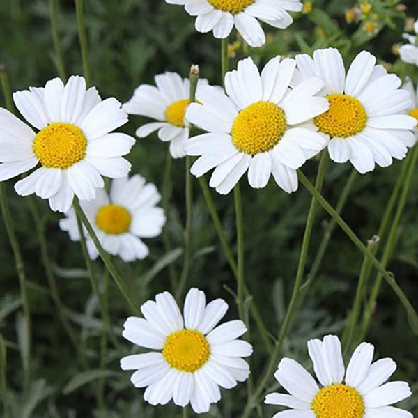 Pesticidi naturali Estratto di piretro per la lotta contro i parassiti nell'agricoltura Liquido oleoso trasparente giallo chiaro