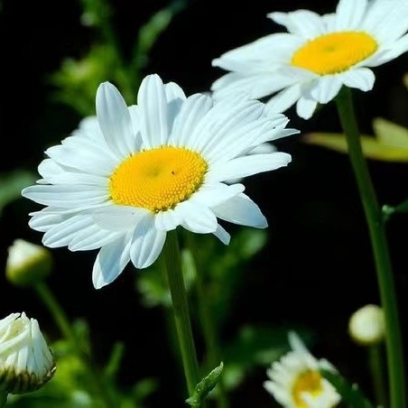 Estratto di piretro 25% 50% 70% Piretrine Pesticidi naturali per la lotta contro i parassiti ecologici