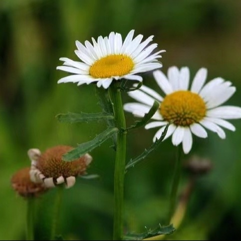 Estratto di piretro 25% 50% 70% Piretrine Pesticidi naturali per la lotta contro i parassiti ecologici