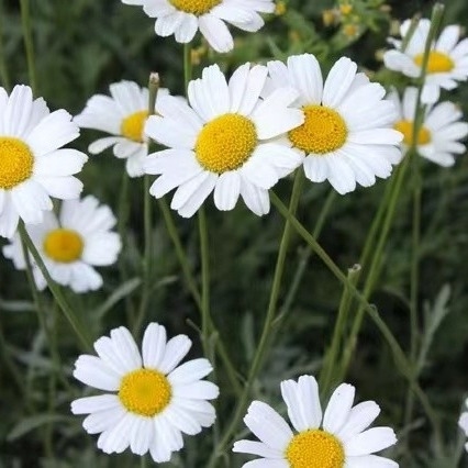 Estratto di piretro 25% 50% 70% Piretrine Pesticidi naturali per la lotta contro i parassiti ecologici