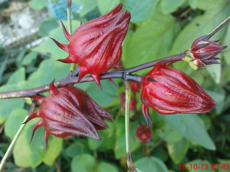 Estratto di fiori di ibisco rosso Estratto di erbe per prodotti di qualità superiore