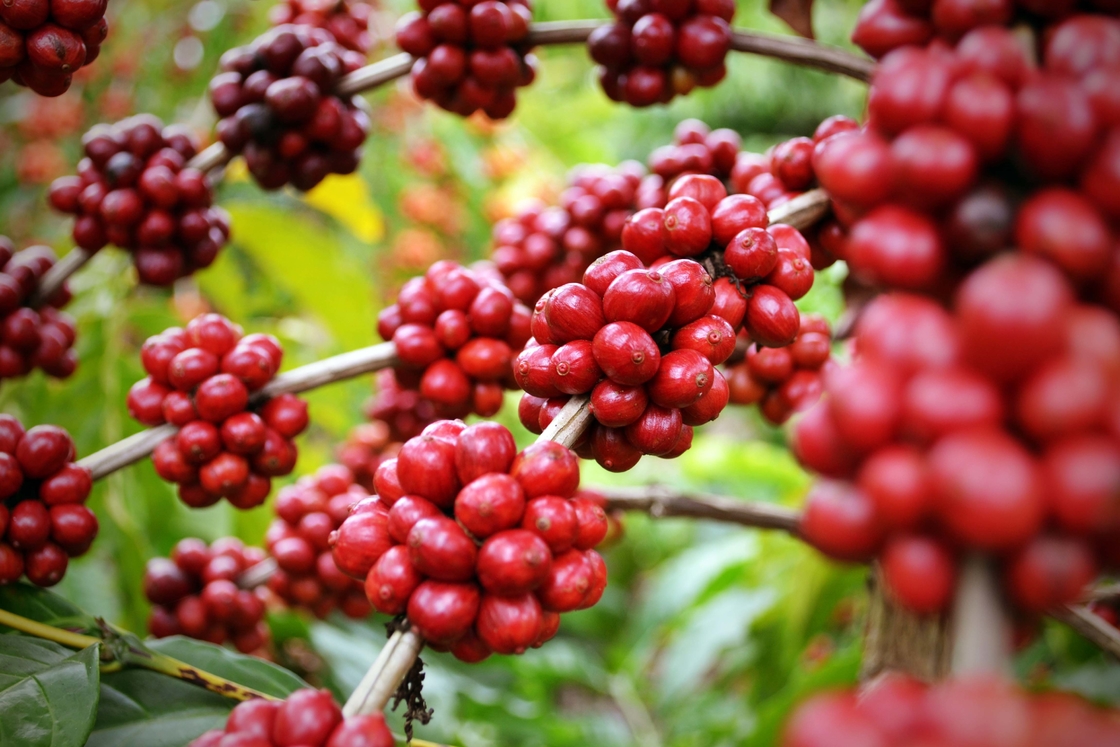 Migliora il tuo benessere con l'estratto di erbe naturali SA-Herbal Schisandra Berry Extract 10:1