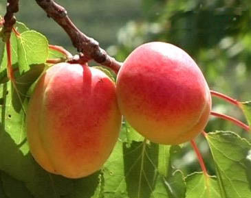Amigdalina naturale 98% di cristallo bianco in polvere di mandorle amare estratto di semi di albicocca amare per prodotti farmaceutici intermedi