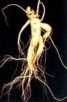 Ginseng Extract Product Specification 10~30% Ginsenosides by UV 15% 20% Ginsenosides by HPLC 80% Ginsenosides by UV（Stem & Leaves） Ginseng Straight powder Different specs of Ginseng Extracts avail