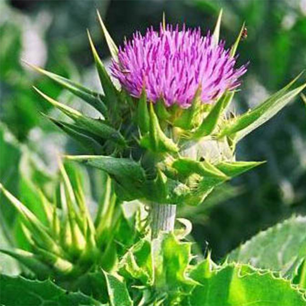 Estratto di cardo di latte al 40% di silimarina: ingrediente affidabile e di elevata resa per soluzioni di cura epatica premium