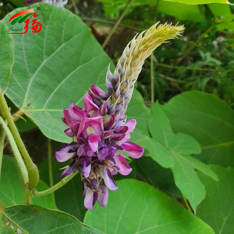 Estratto di radice di Kudzu naturale dalla fabbrica cinese Puerarina con 25% 60% 98% per opzione