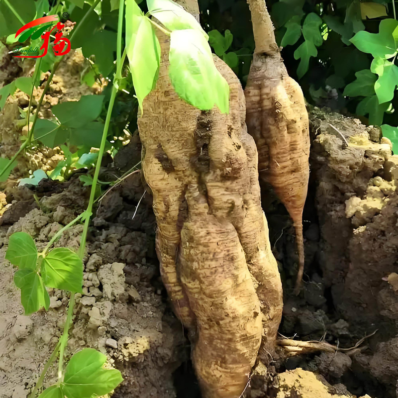 Estratto di radice di Kudzu naturale dalla fabbrica cinese Puerarina con 25% 60% 98% per opzione