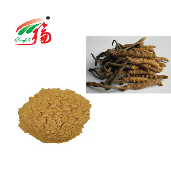 Cordyceps funghi in polvere 80 mesh per il supporto immunitario 25 kg tamburo