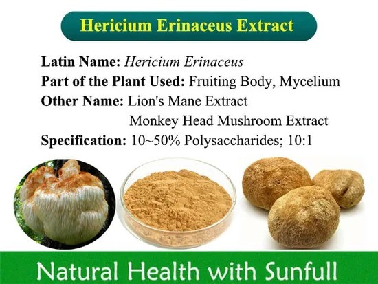 Estratto di Hericium Erinaceus, polvere fine marrone-gialla per la guarigione delle malattie gastriche e la protezione del fegato
