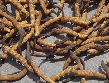 Estratto di Cordyceps Sinensis in polvere 10% polisaccaridi come espettorante in polvere fine giallo-marrone per applicazioni alimentari