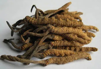 Estratto in polvere di Cordyceps Sinensis con 10% di polisaccaridi per alimenti funzionali anti-asmatici in polvere fine giallo-marrone