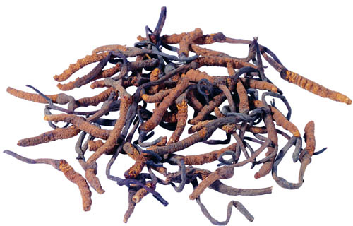 Polvere gialla fine marrone di grado alimentare Estratto di Cordyceps sinensis per prodotti sanitari