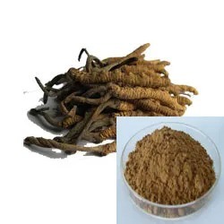 Polvere gialla fine marrone Cordyceps Sinensis Estratto di qualità alimentare per prodotti sanitari