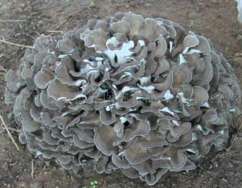 Estratto di funghi Maitake marrone giallo fine in polvere con polisaccaridi al 50% per compresse e capsule per migliorare l' immunità