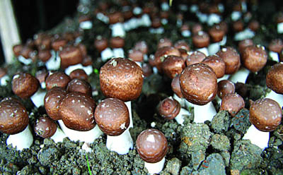 Estratto di Agaricus Blazei in polvere con polisaccaridi al 30% per alimenti funzionali e prodotti sanitari