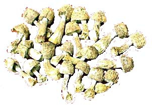 Estratto di Agaricus Blazei 40% Polisaccaridi per Alimenti Funzionali e Prodotti per la Salute