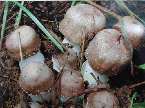 Estratto di Agaricus Blazei in polvere con 50% polisaccaridi per alimenti funzionali e prodotti per la salute