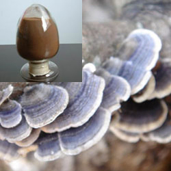 Estratto di Coriolus Versicolor 20% Polisaccaridi - Polvere di Fungo Turkey Tail per la Regolazione della Glicemia e la Riduzione del Catarro