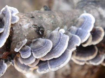 Coriolus Versicolor Estratto Polisaccaridi al 10% per alimenti funzionali per regolare lo zucchero nel sangue e ridurre le mucose