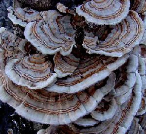 Estratto di Coriolus versicolor Polisaccaridi al 20% per alimenti funzionali con regolazione dello zucchero nel sangue e riduzione delle mucose