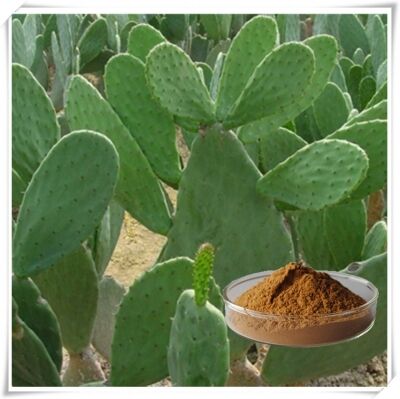 Estratto di cactus (Stagno, frutta e pad) - Estratto vegetale idratante e antiossidante naturale per prodotti per la cura della pelle, cosmetici e funzionali