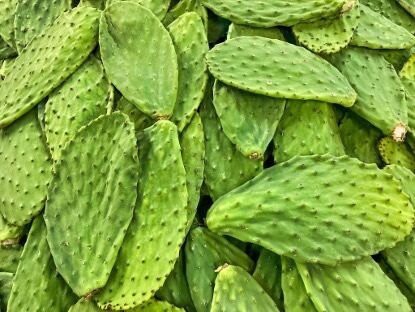 Estratto di cactus (Stagno, frutta e pad) - Estratto vegetale idratante e antiossidante naturale per prodotti per la cura della pelle, cosmetici e funzionali