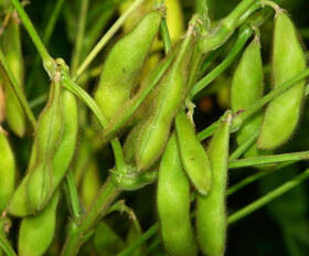 Polvere di estratto di isoflavoni di soia – Fitoestrogeni naturali dalla soia per applicazioni nutraceutiche e alimentari funzionali