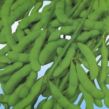 Polvere di estratto di isoflavoni di soia – Fitoestrogeni naturali dalla soia per applicazioni nutraceutiche e alimentari funzionali