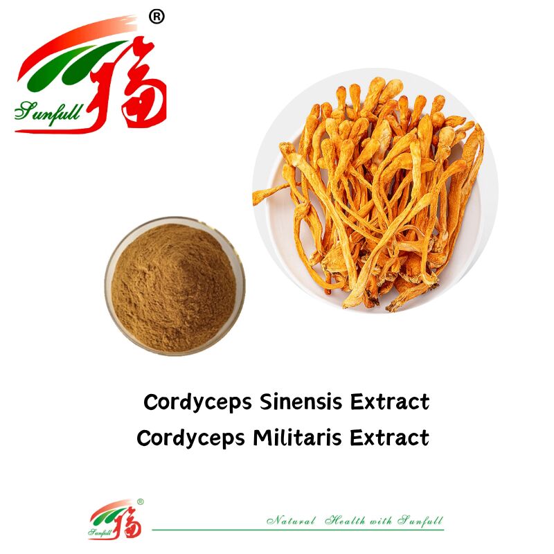 Integratori alimentari Hunan Sunfull Agaricus Subrufescens/Hericium Erinaceus/Antrodia/Cordyceps Sinensis/Coriolus Versicolor/Estratto di funghi in polvere