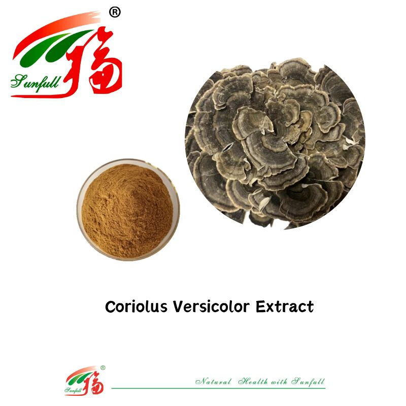 Integratori alimentari Hunan Sunfull Agaricus Subrufescens/Hericium Erinaceus/Antrodia/Cordyceps Sinensis/Coriolus Versicolor/Estratto di funghi in polvere