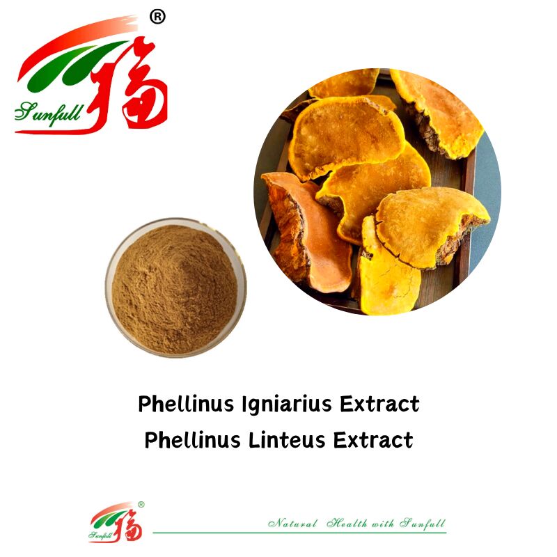 Ingrediente biologico naturale integratori alimentari polisaccaridi 10-30% Phellinus Igniarius/Ganoderma Lucidum/Chaga/Maitake/Shiitake Extract Mushroom in polvere