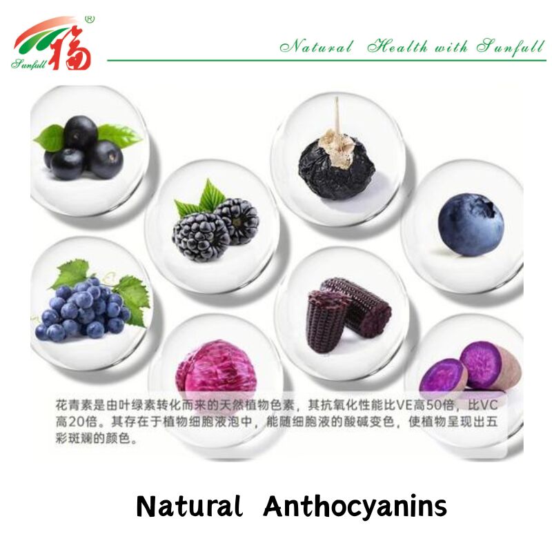 La fabbrica Hunan Sunfull fornisce antiossidanti naturali di alta qualità antociani 1%-25% estratto di mirtillo/sambuco/bacca di acai/ribes nero/mirtillo