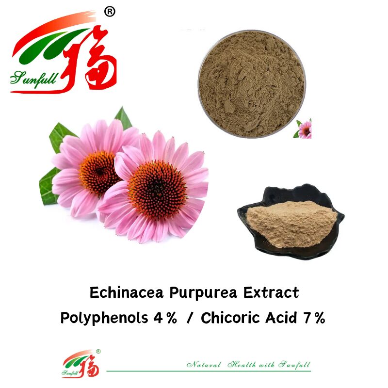 Erbe piante biologiche integratore alimentare polifenoli 7% acido cicorico 4% polvere Echinacea purpurea Estratto