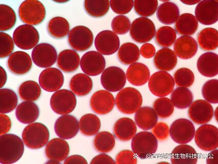 Sunfull Antiossidanti di qualità alimentare Fornitura sanitaria Alta qualità 1%-10% Estratto naturale di Hematococcus Pluvialis/Astaxanthin in polvere
