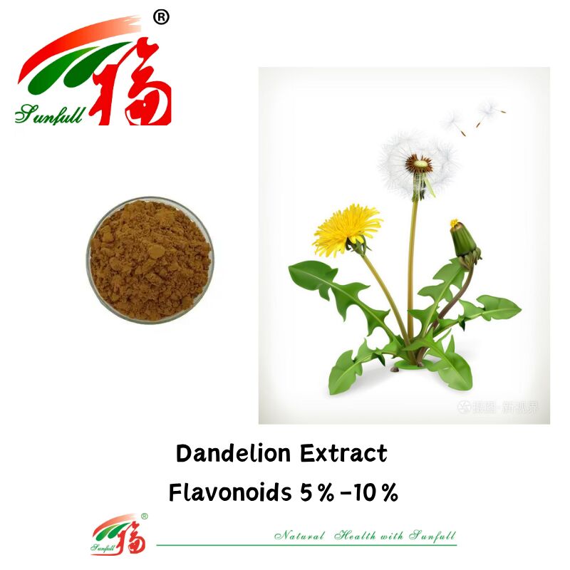 Estratto di foglie di dente di leone in polvere di erbe di tarassaco per uso alimentare Flavonoidi naturali 5%-10% Estratto di dente di leone biologico