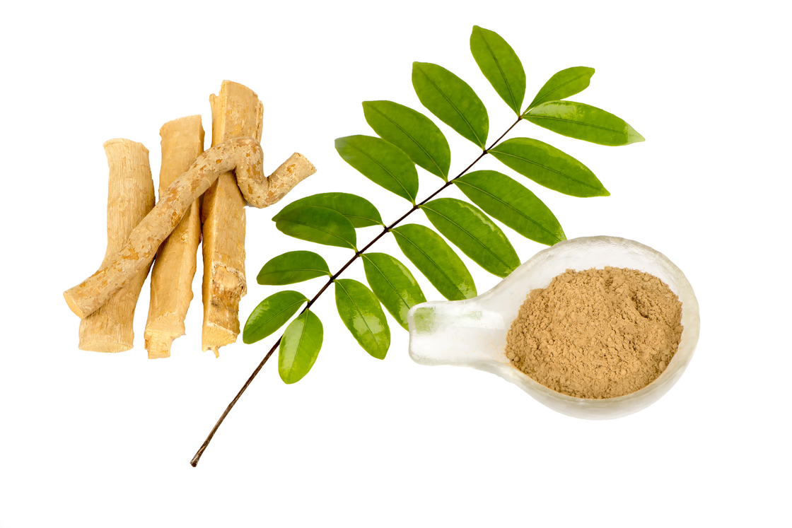 0,5% attività piretiche di Eurycoma longifolia Root Extract Powder For dell'estratto di Eurycomanone anti