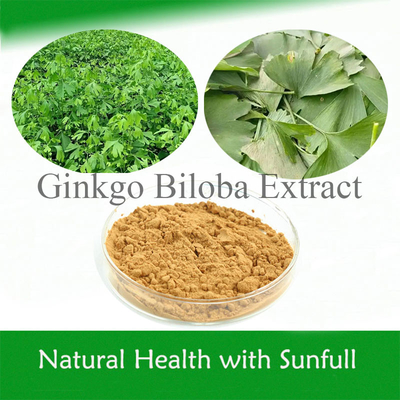 Ginkgo Biloba PE 24% Flavoni Totali 6% Terpene Lactoni 5 ppm per la salute del cuore