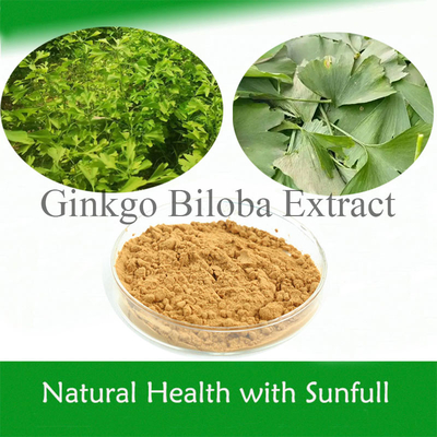 Estratto naturale di Ginkgo Biloba 24% Ginkgoflavoglicosidi 6% Terpene Lactoni