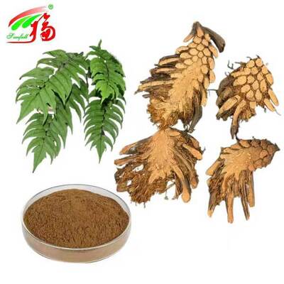 Cyrtomium Fortunei Extract  Herb Extract Powder Herbal tincture formulations
